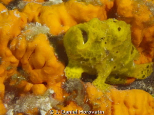 Yellow frogfish by J. Daniel Horovatin 
